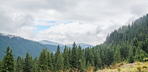 Green grass hills on the Transalpina road,  Parang Mountains, pine forests