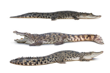 Crocodile isolated © fotoslaz