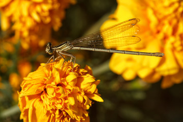 Close up of a dragonfly insect
