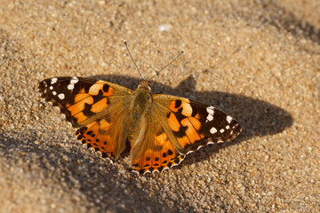 Fototapeta na wymiar Colorfull butterfly named Painted Lady