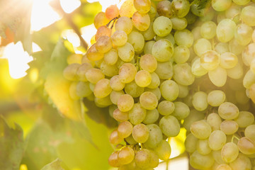 bunch of grapes, garden