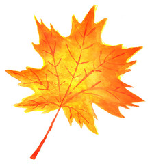 Autumn orange yellow maple leaf in watercolor
