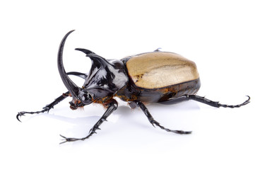 Big horned beetle on white background