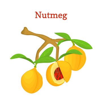 Vector illustration of a nutmeg. Branch nutmeg tree with three yellow fruits and green leaves on white background. it can be used as spice packaging design element, printing brochures vegetarian diet