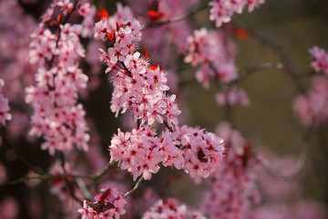 Kirschblüte