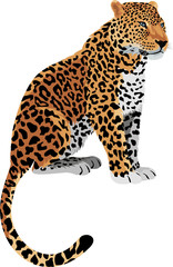 Vector Leopard Panthera pardus