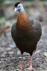 Great argus /This is very rare wild bird photo which was took in Malaysia Borneo.This bird name is Great argus.