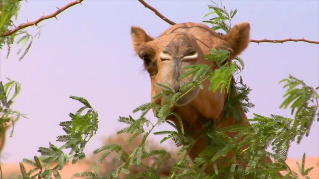 10283 camel watch behind a tree
