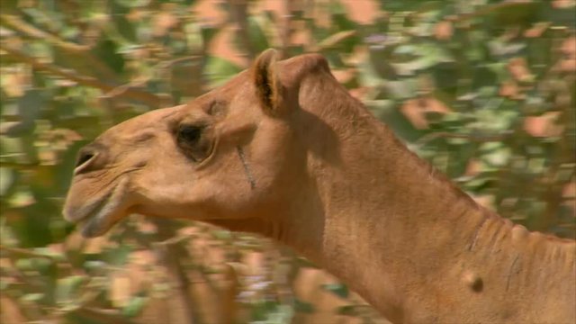 10284 camel walk and look
