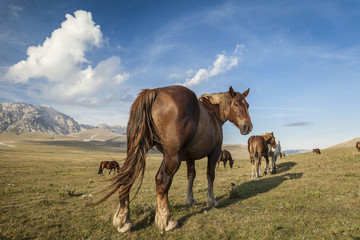 Fototapeta na wymiar Brown wild horse walking in a green field. Sunset light, blue sky background with white clouds