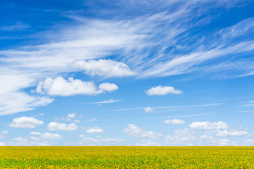 Green field with yellow sunflowers under a blue sky with clouds