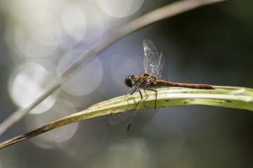 Dragonfly against reflected light