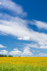 Green field with yellow sunflowers under a blue sky with clouds