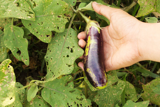 Eggplant purple in hand.