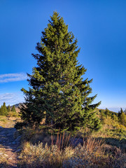 Single pine tree on a mountain top