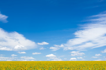 Green field with yellow sunflowers under a blue sky with clouds