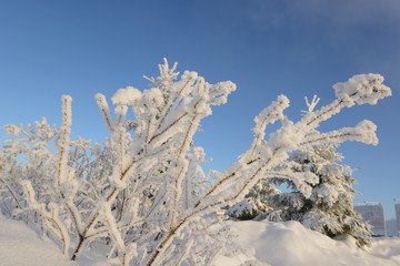 Bushes covered Hoarfrost and snow in a cold sunny day. 