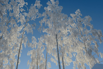 Frozen trees covered with hoarfrost against the blue sky. 