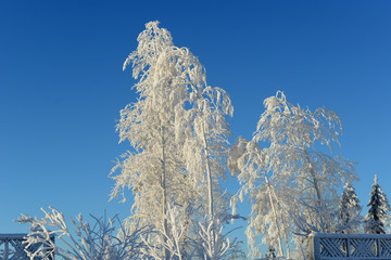 Trees covered with hoarfrost against a clear blue sky. Winter. Cold.  