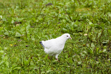 Белый голубь