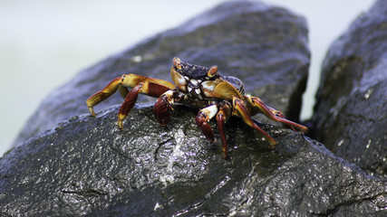 Krebs schützt sein Revier