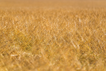 Fototapeta premium Golden ripe cereal, background