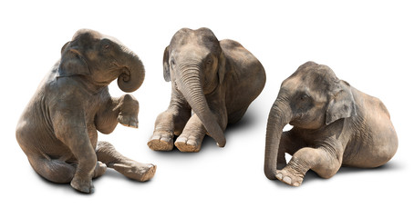 Obraz premium Baby elephant isolated