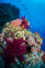 Naklejka na ściany i meble The colors of soft corals on the reef, Farsha Umm Kararim, Red Sea, Egypt