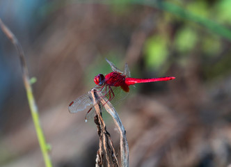 Beautiful dragonflies, insects, animals, nature, outdoors, catch