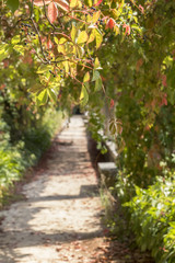 background landscape grape flavors in the alley in the garden of the monastery Templar Convent Cristo, Tomar, Portugal