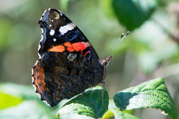 Red admiral butterfly (Vanessa atalanta) backlit by sun. Insect in the family Nymphalidae at rest on bramble showing underside of wings