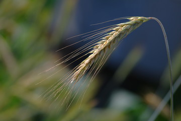 Rye ear bent under the weight of grains