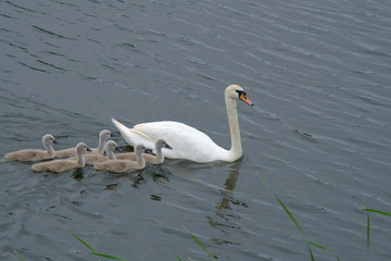 Swan and chicks swimming on the pond