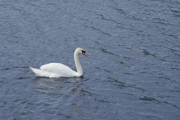 Lone swan swims near the shore in search of food