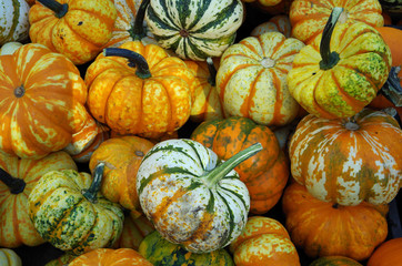 Multi-colored pumpkins and gourds displayed for autumn holiday market