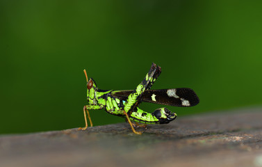Monkey grasshopper (erianthus versicolor)