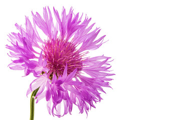 flower cornflower
