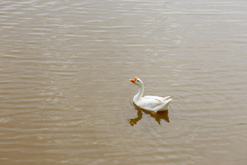 Goose swim in the lake.