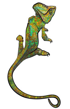 Chameleon.  stylized multi coloured Chameleon. Hand Drawn Reptile vector illustration in doodle style for tattoo or print