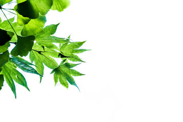 緑のもみじを見上げる