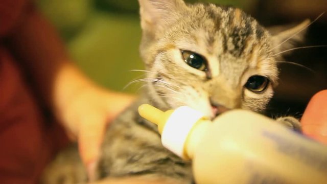 Tiny kitten sucks milk from the bottle and stops. Portrait. Video on love for animals, adoption, care for others, tenderness and childhood.
