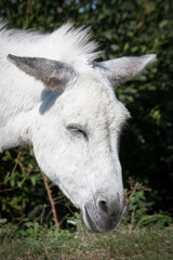 white donkey head