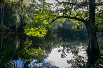 Fototapeta na wymiar Early Florida River