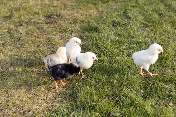 Newborn chicken on a meadow