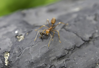 red ant on a rock