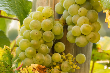 Fototapeta premium Riesling grapes