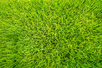 Rice seedling field on top view