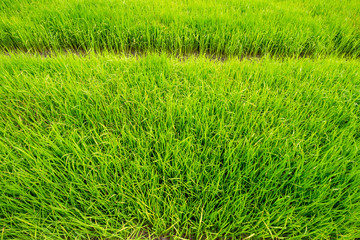 Rice seedling field
