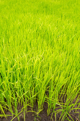 Rice seedling field