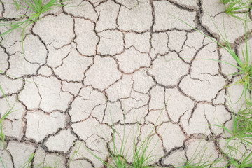 Grass in soil drought cracked texture